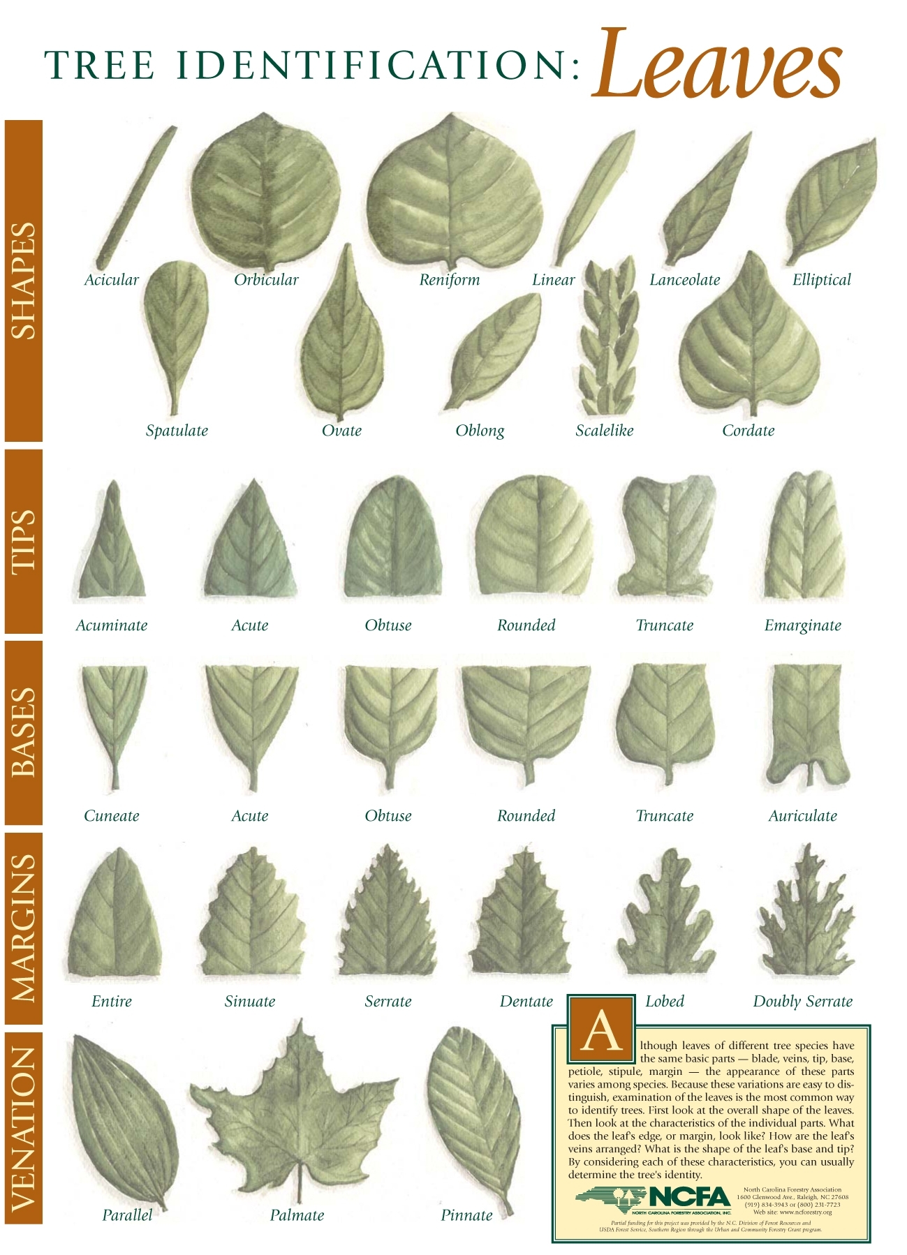 printable tree leaf identification chart
