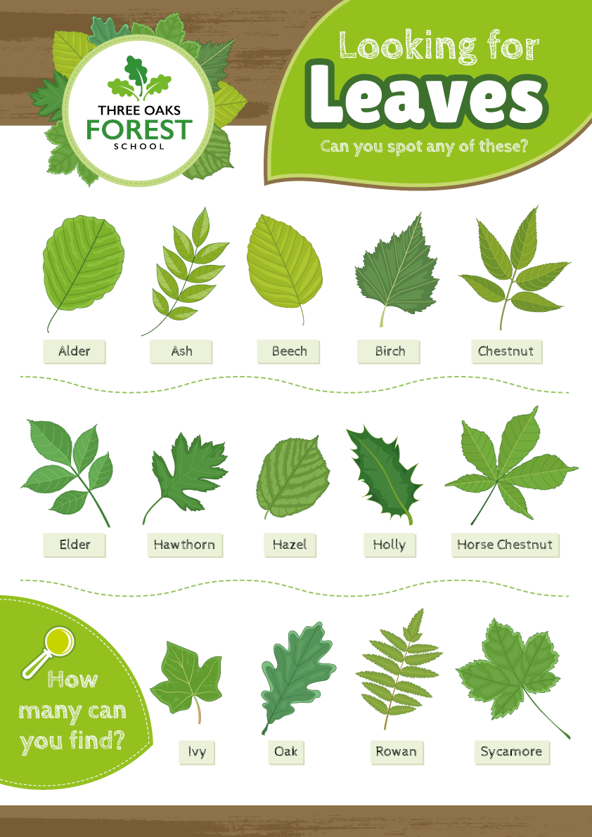 Printable Tree Leaf Identification Chart Prntbl 