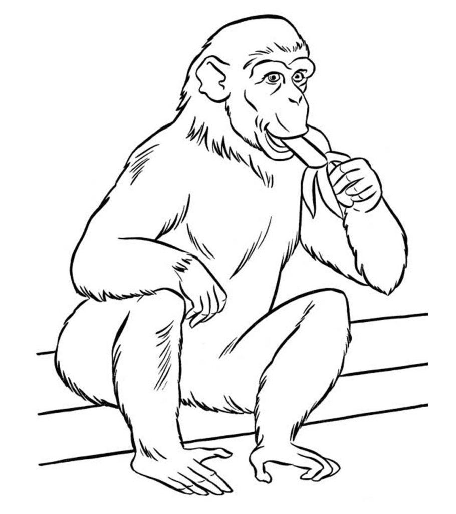 printable coloring pages zoo animals