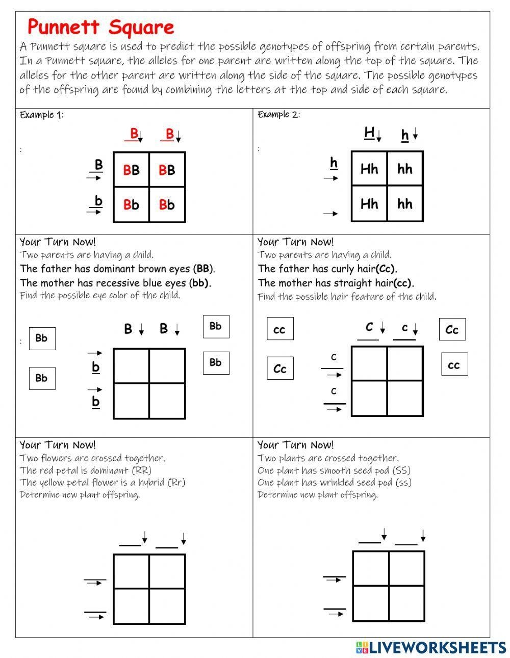Punnett Square Activity Worksheets Gene Sorting And Expression 