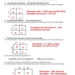 Punnett Square Excercises Worksheet Worksheets Library