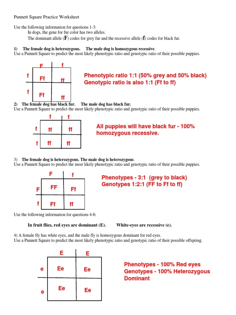 Punnett Square Excercises Worksheet Worksheets Library