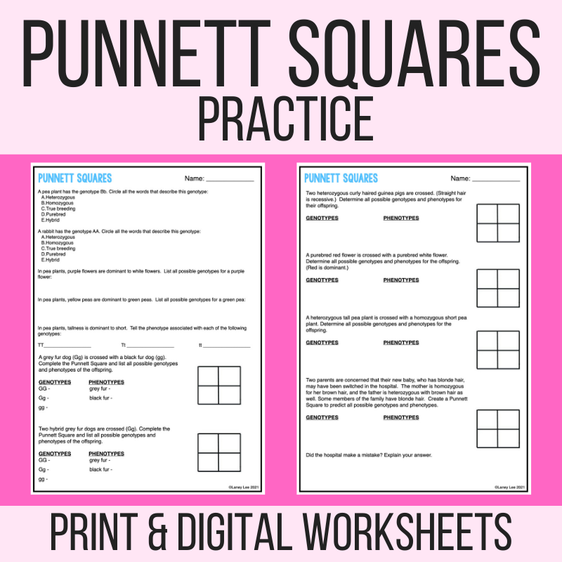 Punnett Square Practice Or Quiz PDF With Answer Key Laney Lee 