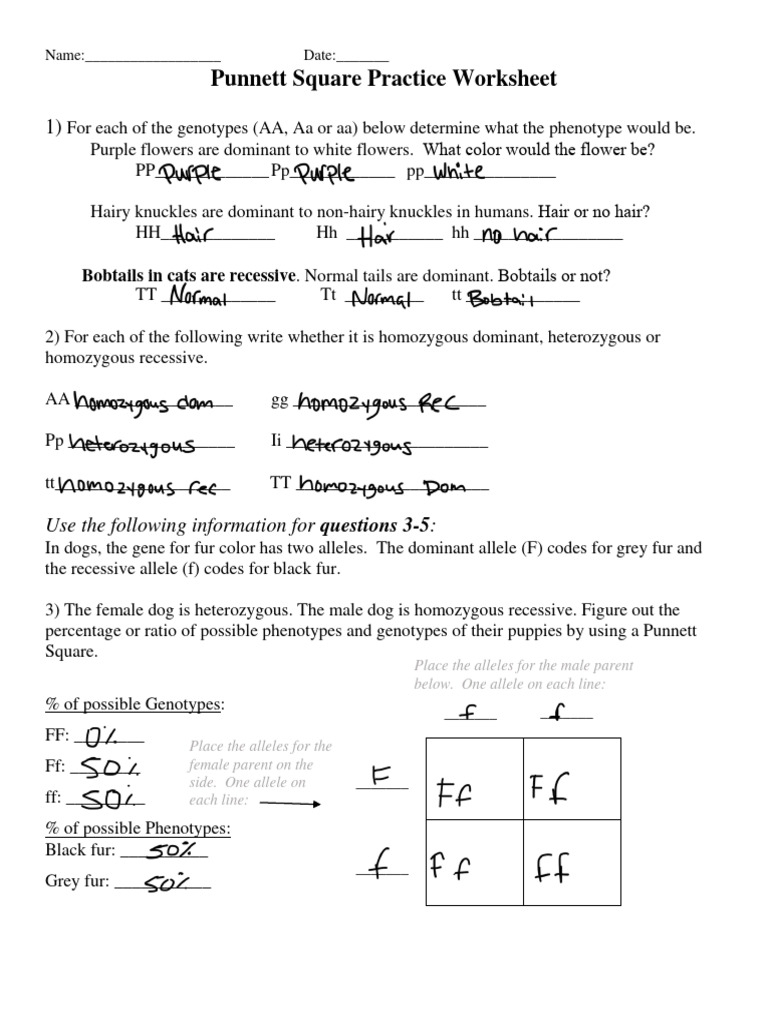 Punnett Square Practice Worksheet Answers Life Science Worksheets 