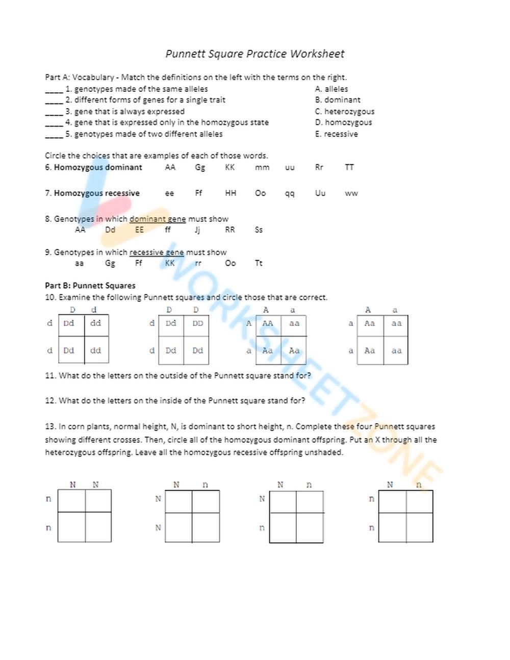 punnett squares worksheet with answers pdf