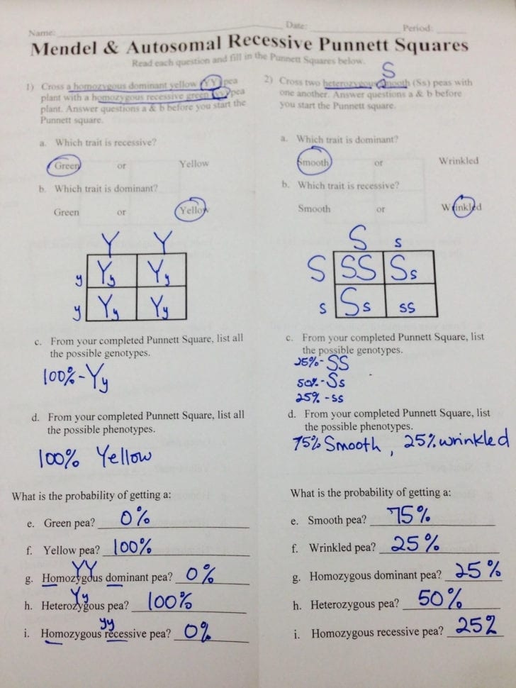 Punnett Square Worksheet 1 Answer Key Db excel