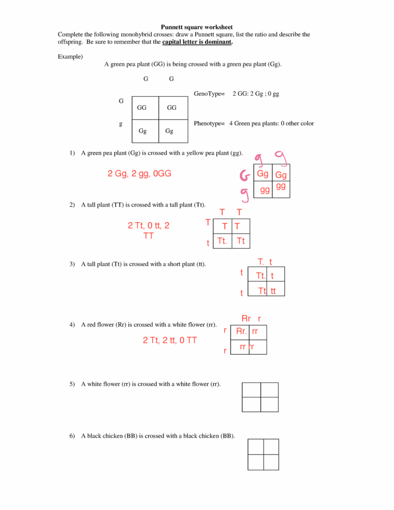 Punnett Square Worksheet PDF Worksheets Library