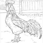 Realistic Chicken Coloring Pages ColoringBay