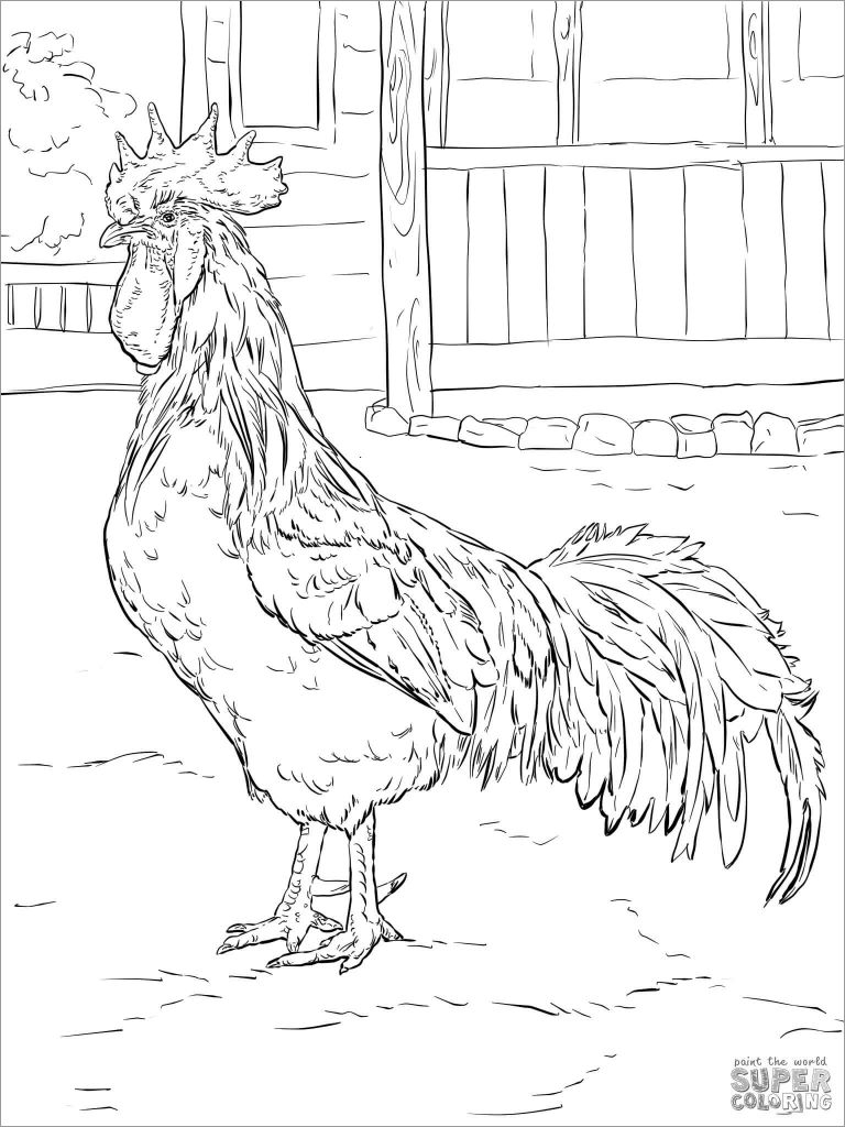 Realistic Chicken Coloring Pages ColoringBay