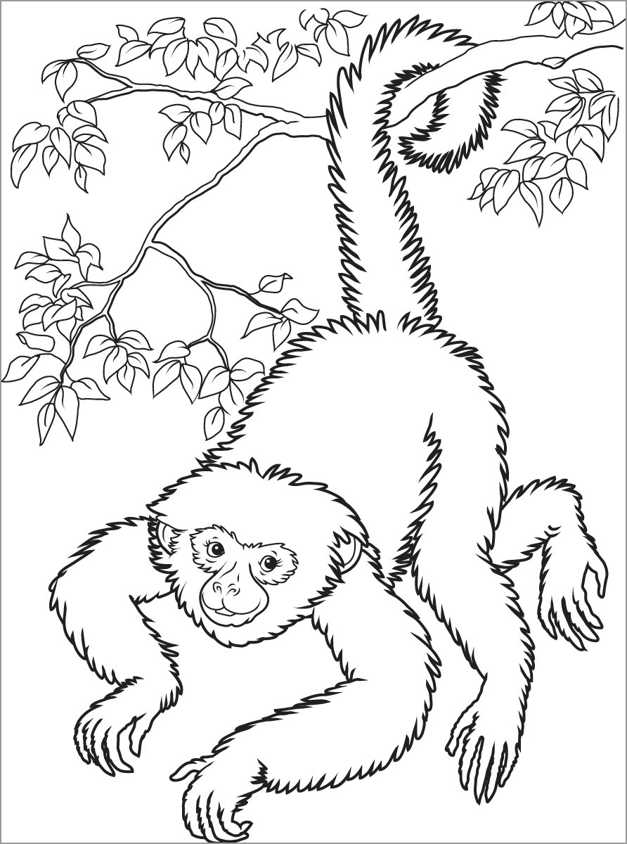 Realistic Monkey In A Tree Coloring Page ColoringBay
