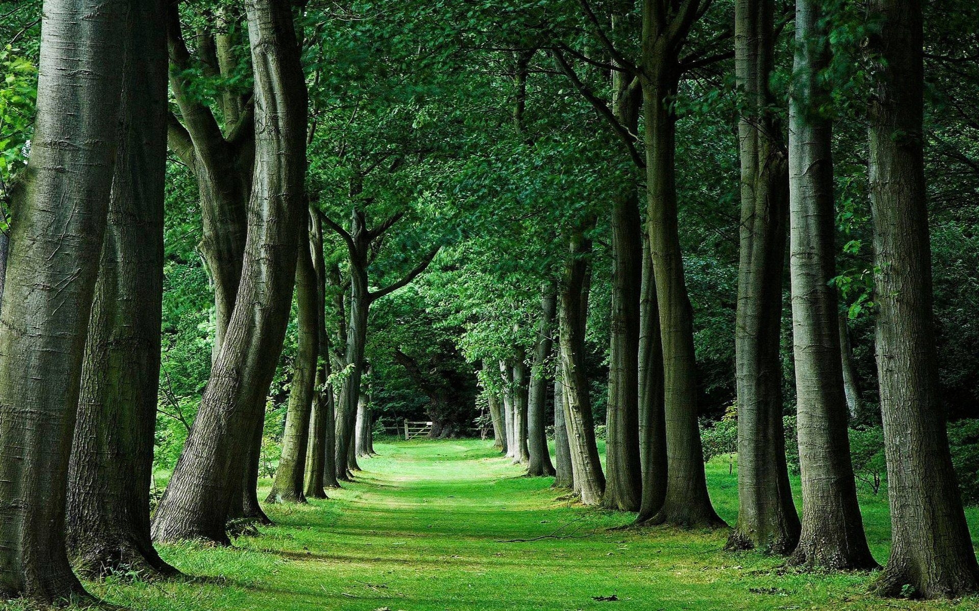 Save Tree Wallpapers Wallpaper Cave