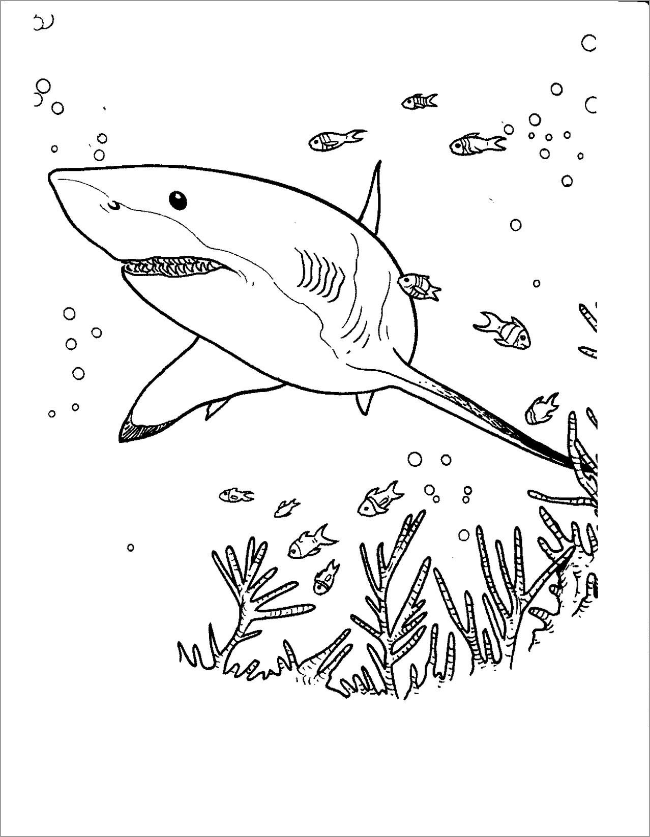 Shark Coloring Pages ColoringBay