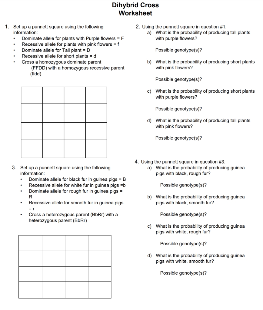 Solved Dihybrid Cross Worksheet 2 Using The Punnett Square 