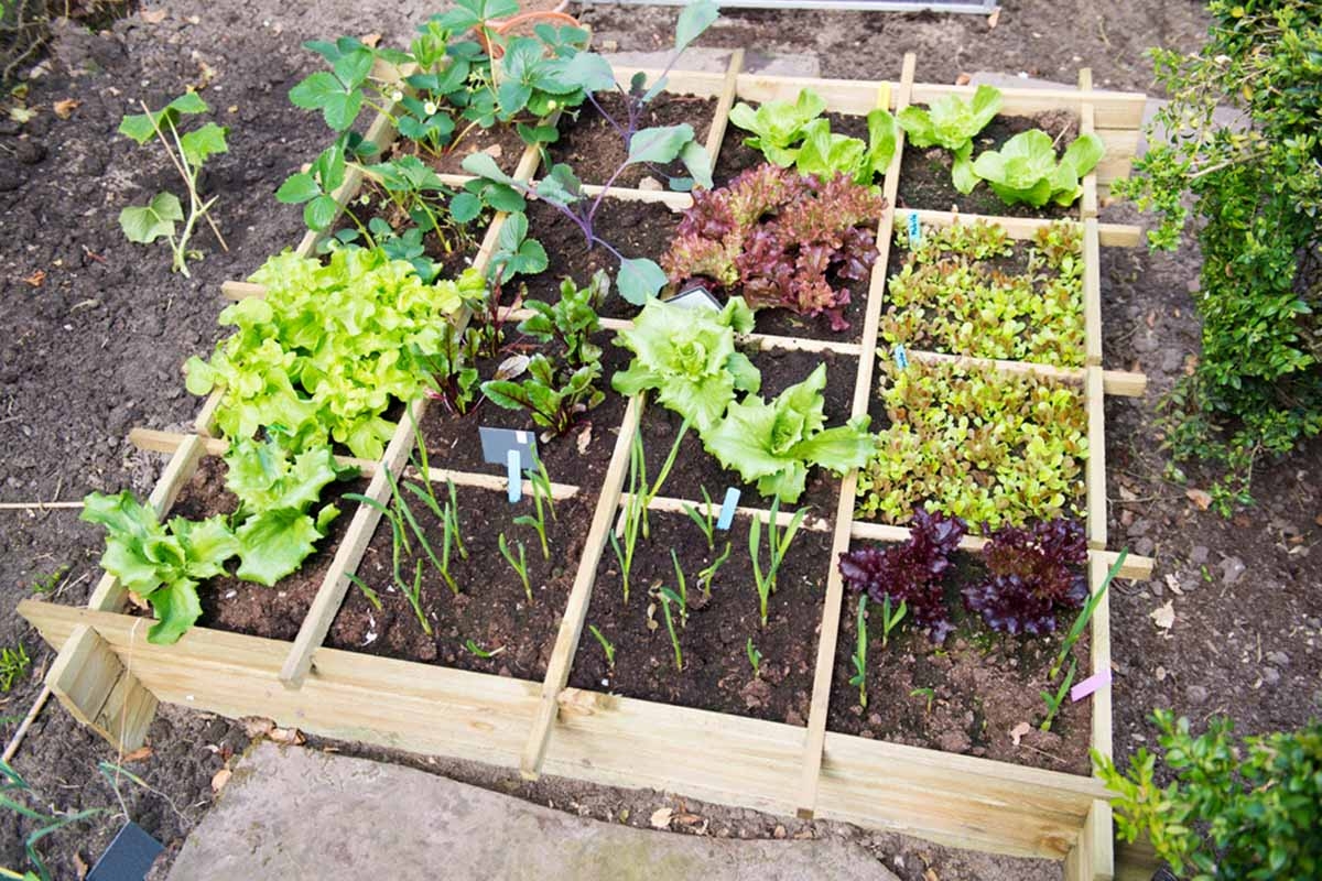 Square Foot Gardening Layout Examples Fasci Garden