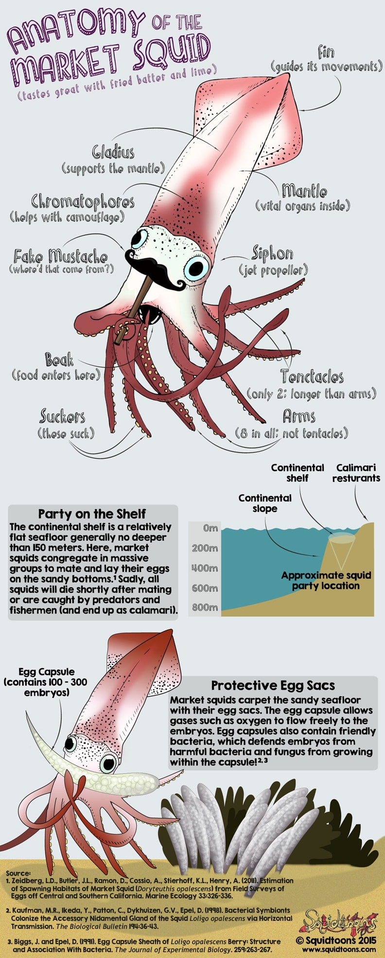 Squid Anatomy SPU Science
