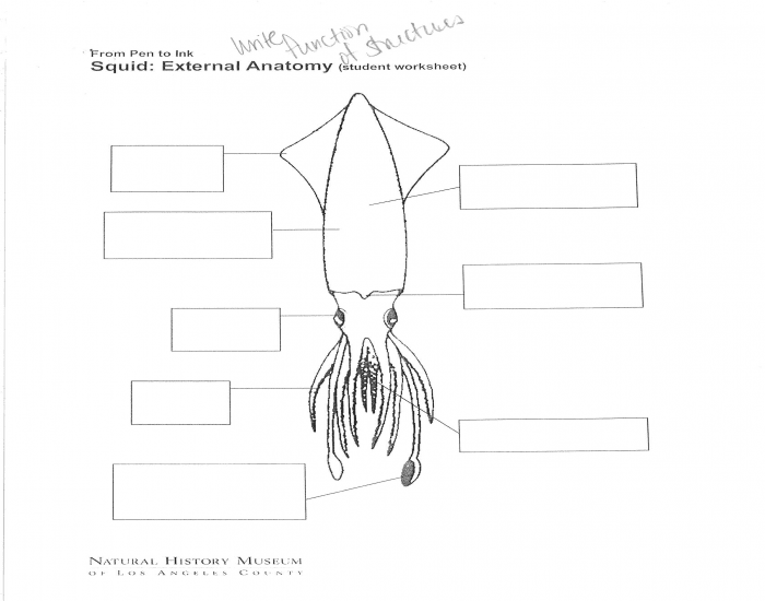 anatomy of a squid worksheet science from scratch