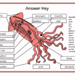 Squid Facts Worksheets Taxonomy Phylogeny For Kids Worksheets Library