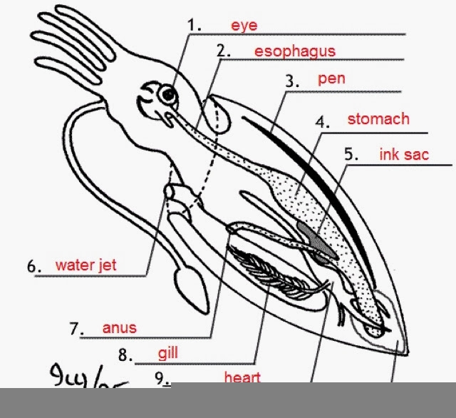 Squid Internal Anatomy Student Worksheet Anatomy Worksheets
