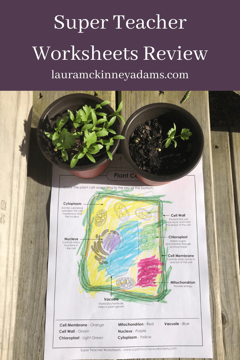 Super Teacher Worksheets A Review The Delight Directed Homeschooler 
