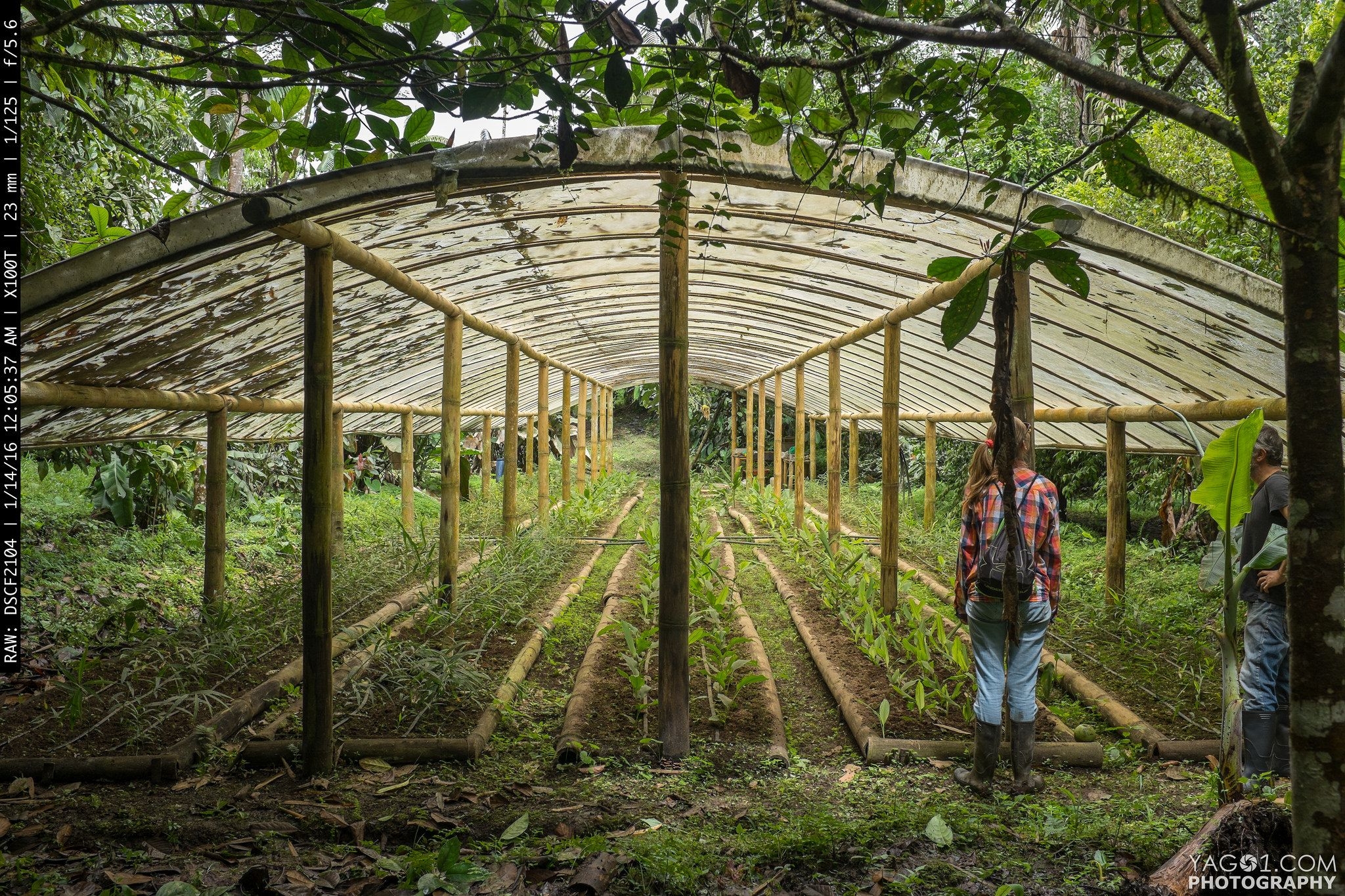 The Bamboo Garden Nursery Image To U