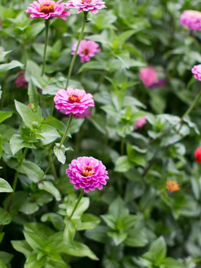 The Best Flower Gardening Books Green Garden Cottage