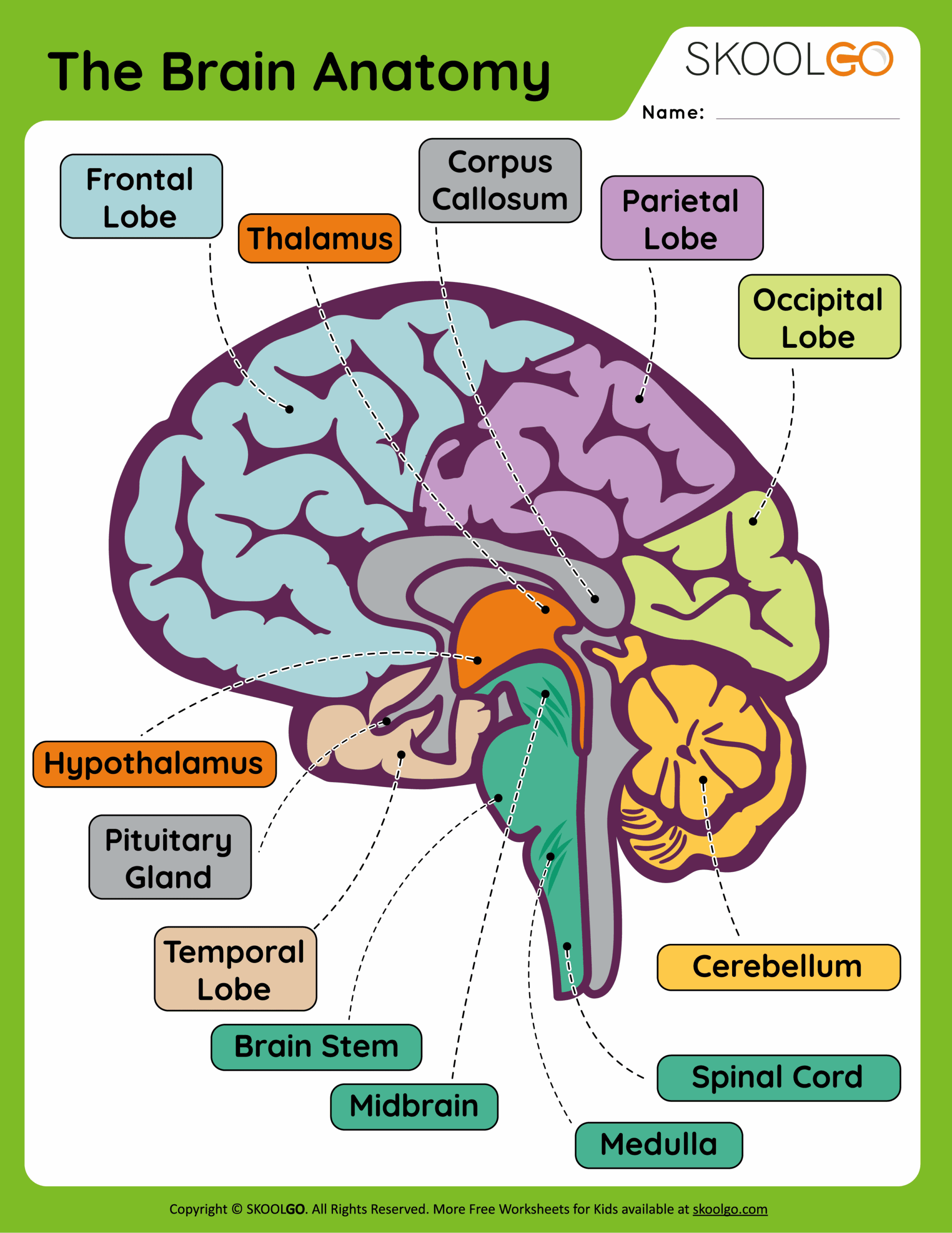 The Brain Anatomy Free Worksheet For Kids SKOOLGO Worksheets Library