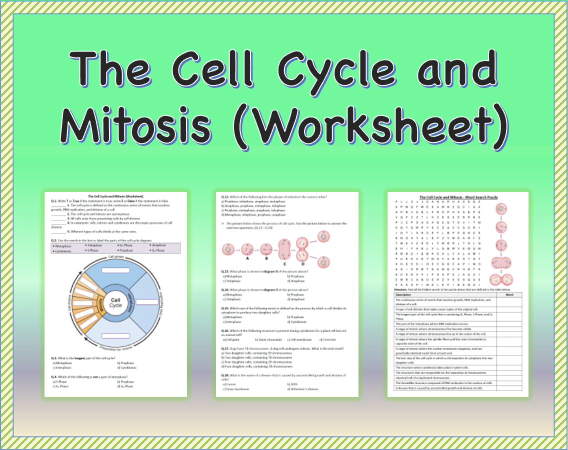 The Cell Cycle And Mitosis Worksheet Printable And Distance 