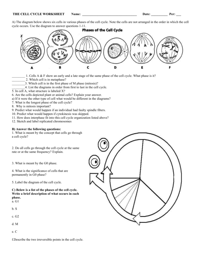 The Cell Cycle Mitosis Worksheet Answer Key Athens Mutual Student 