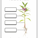 The Parts Of A Plant Year 3 Teaching Resources Worksheets Library