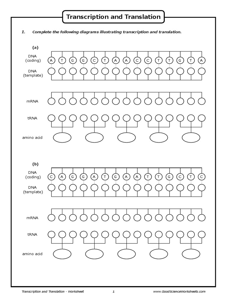 transcription and translation worksheet