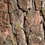 Tree Bark Wallpaper 1920x1200 80970