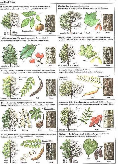 dichotomous tree key printable