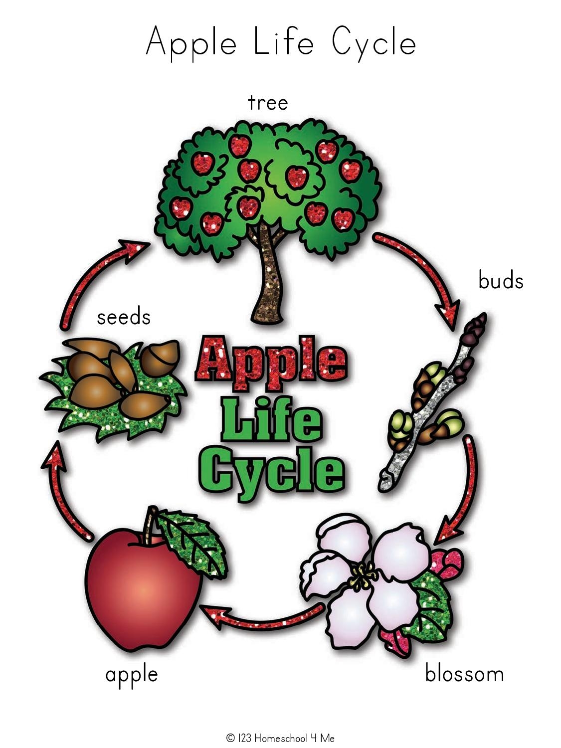 Tree Life Cycle Printable Printable Free Templates