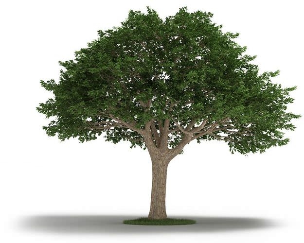 Tree Neem Tree 3D Model CGTrader