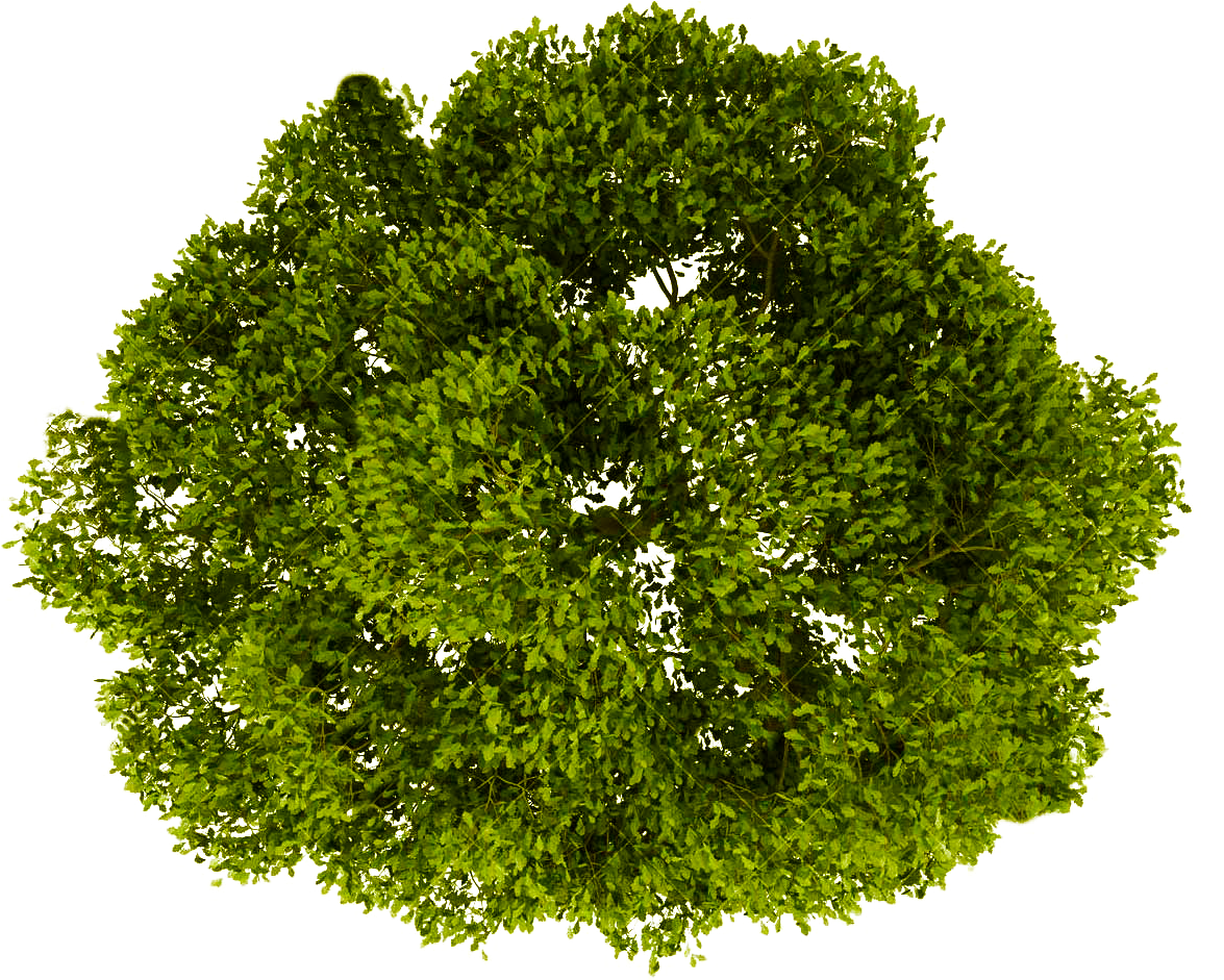 Tree Plan Png Palm Tree Png Tree Psd Trees Top View Tree Photoshop