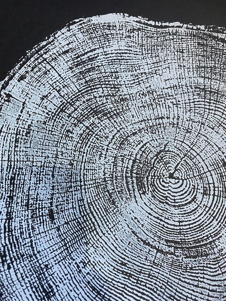 Tree Ring Print Scottish Oak Oak Tree Ring Print Large Woodcut Print 