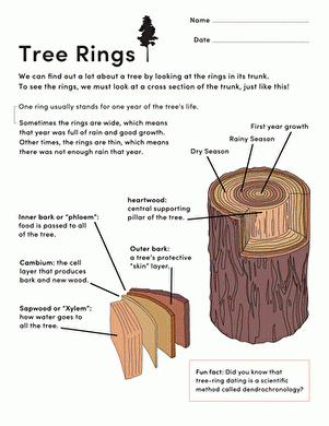 Tree Rings Worksheet Education Worksheets Library