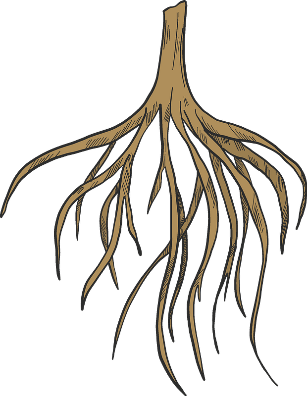 Tree Roots Clipart Free Download Transparent PNG Creazilla