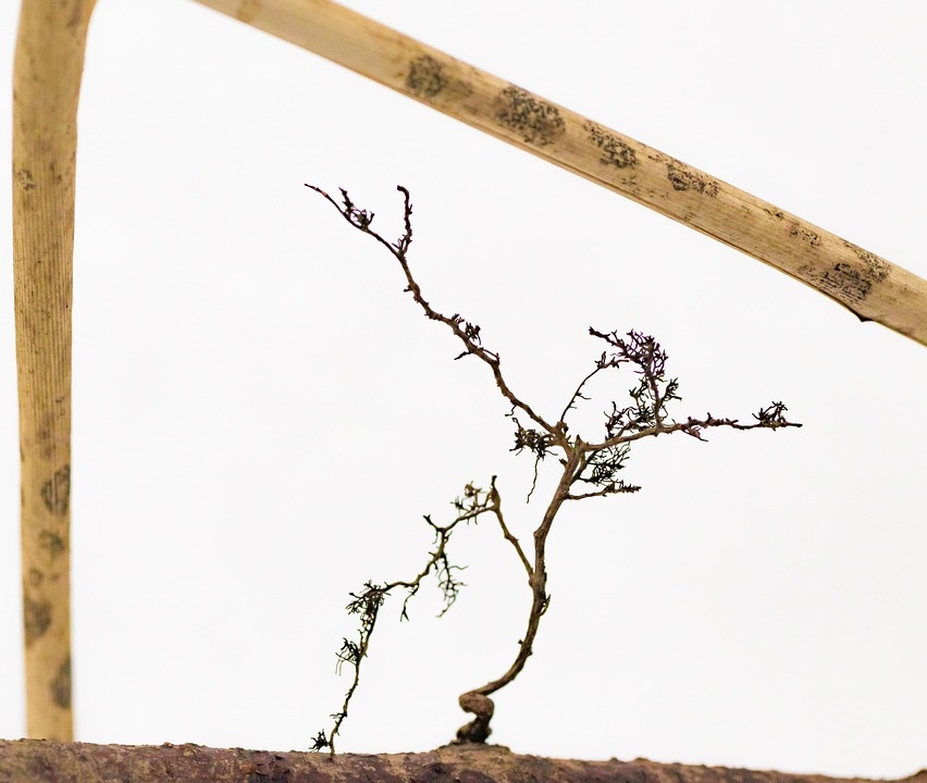 Tree Stem Printable Printable Free Templates