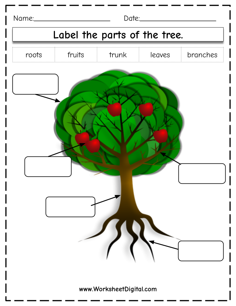 tree worksheet kindergarten