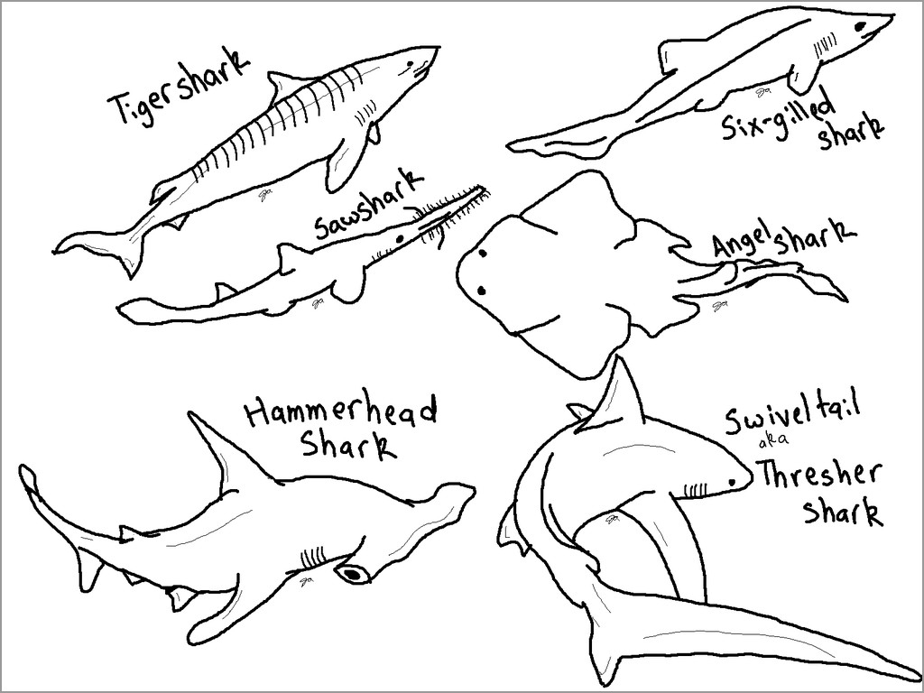 Types Of Shark Coloring Page ColoringBay