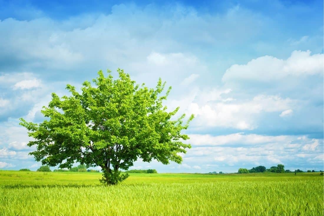 Ultimate Tree Quiz Questions And Answers 2025 Quiz