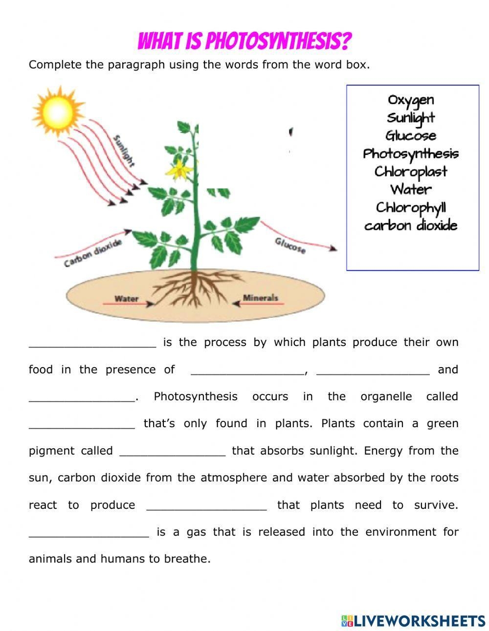 photosynthesis worksheet