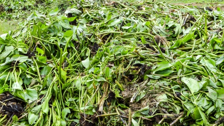 What Is The Chop and Drop Gardening Technique