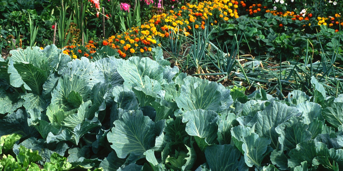 how to fertilize raised garden