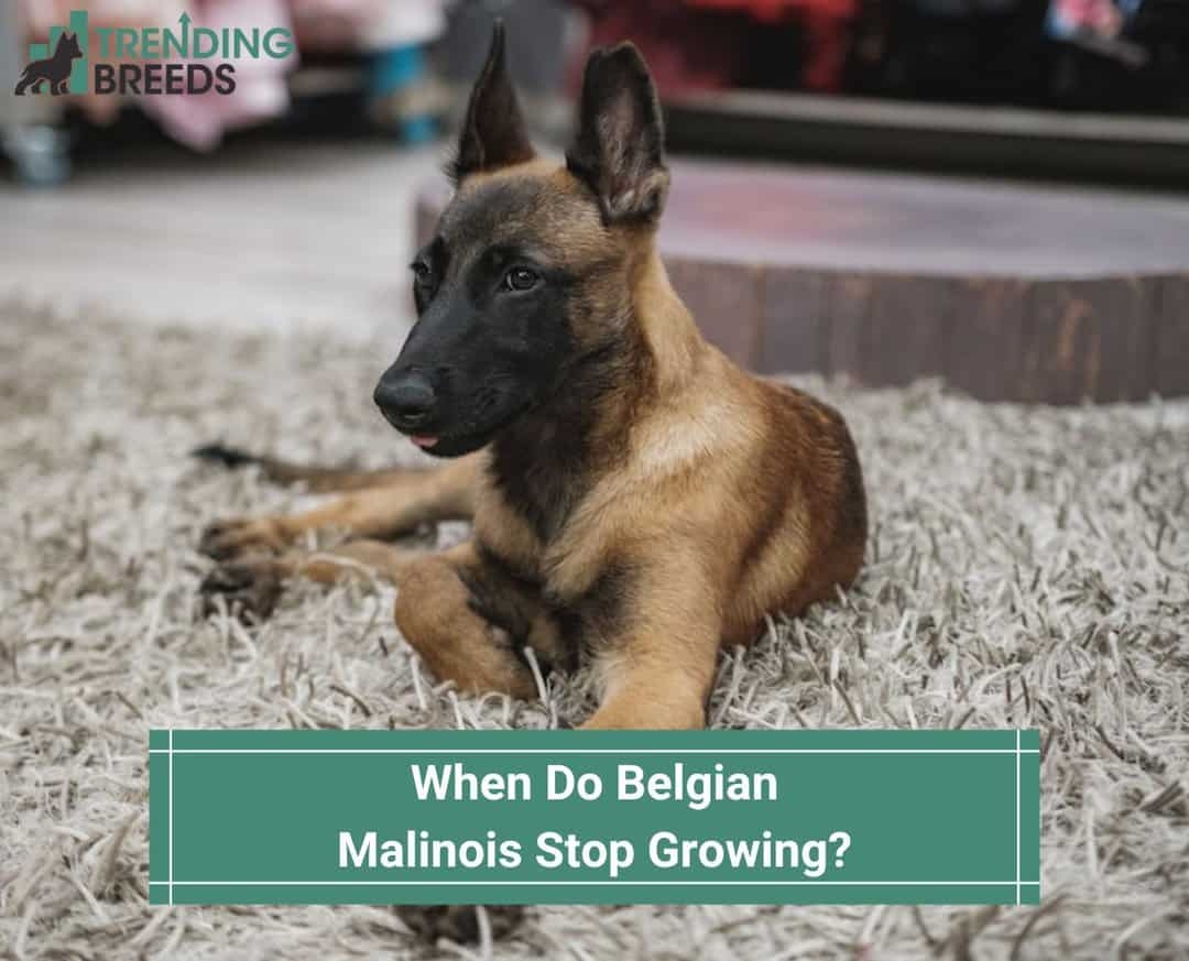 When Do Belgian Malinois Stop Growing template Trending Breeds