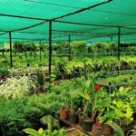 Wholesale Plant Nursery Chennai Karuna Nursery Garden