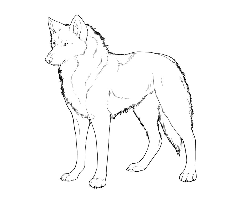 Wolf Coloring Page Photo Animal Place