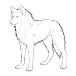 Wolf Coloring Page Photo Animal Place