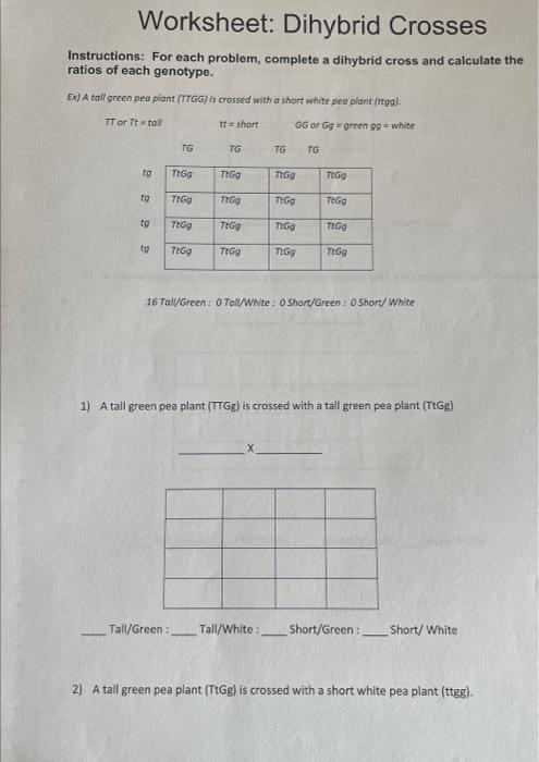 Worksheet Dihybrid Crosses Triton Science Worksheets Library